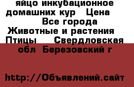 яйцо инкубационное домашних кур › Цена ­ 25 - Все города Животные и растения » Птицы   . Свердловская обл.,Березовский г.